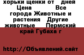 хорьки щенки от 35дней › Цена ­ 4 000 - Все города Животные и растения » Другие животные   . Пермский край,Губаха г.